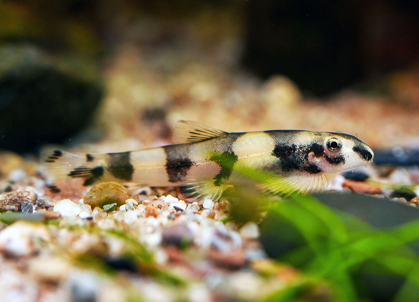 Panda Loach