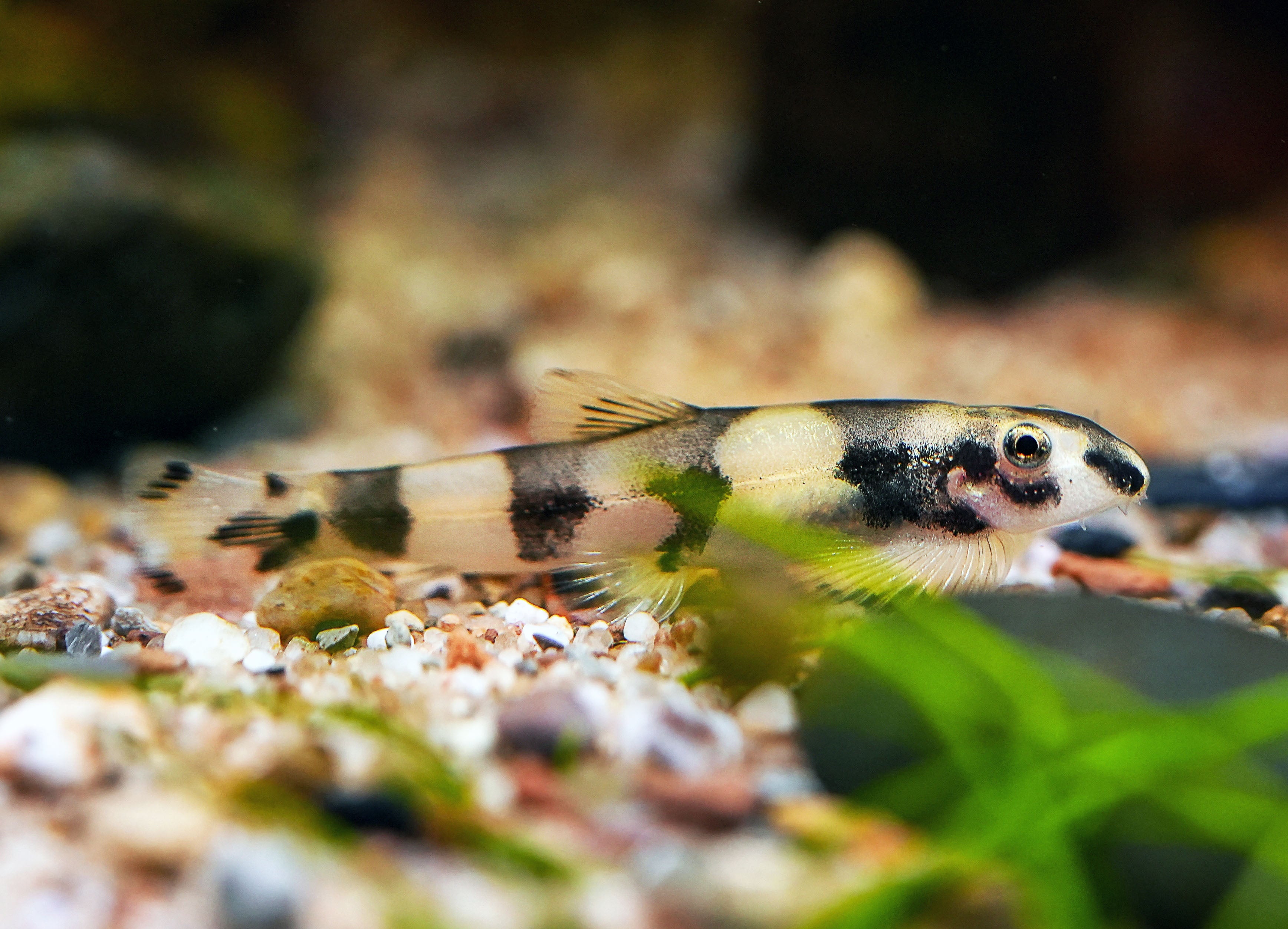 Panda Loach