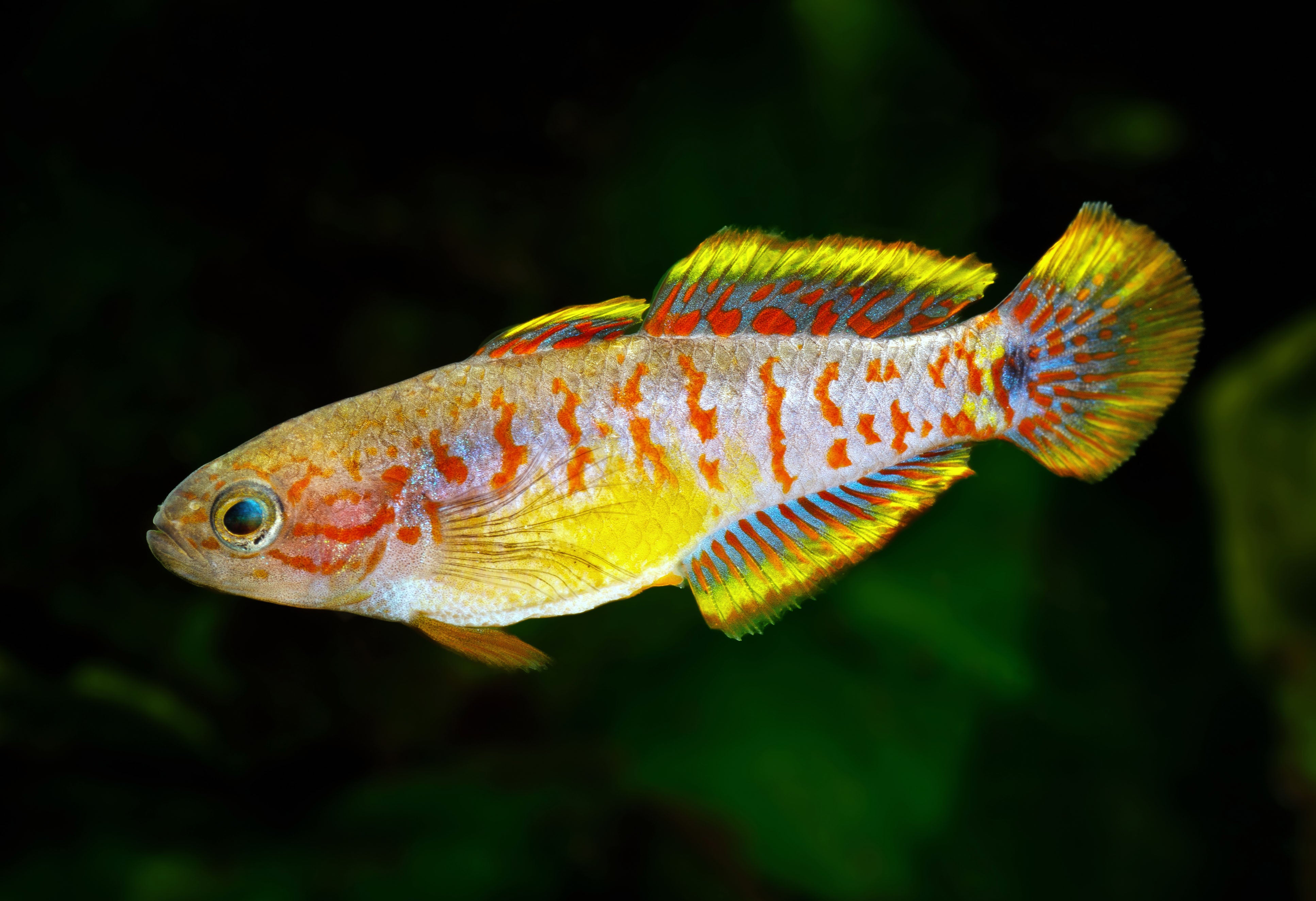 Gujien Fish Peacock Gudgeon | Nano FIsh | Shrimpy Business