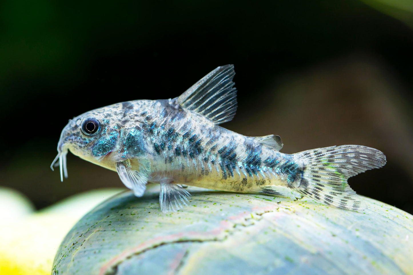 Peppered Corydoras (Tank-Bred)