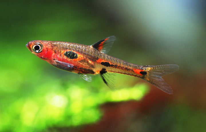 Raspberry Rasbora Colorful Rasboras for Sale | Nano-Friendly & Tank-Bred Beauties