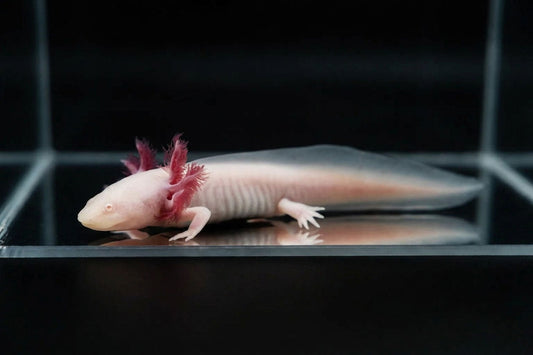Pink Albino Axolotl