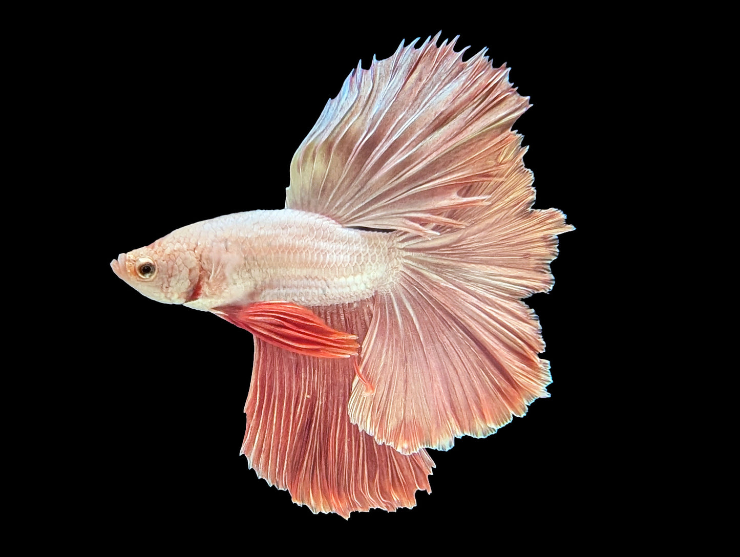 Pink Dragon Halfmoon Betta Male