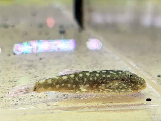 Pink Polcadot Hillstream Loach