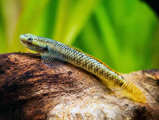 Rainbow Stiphodon Goby