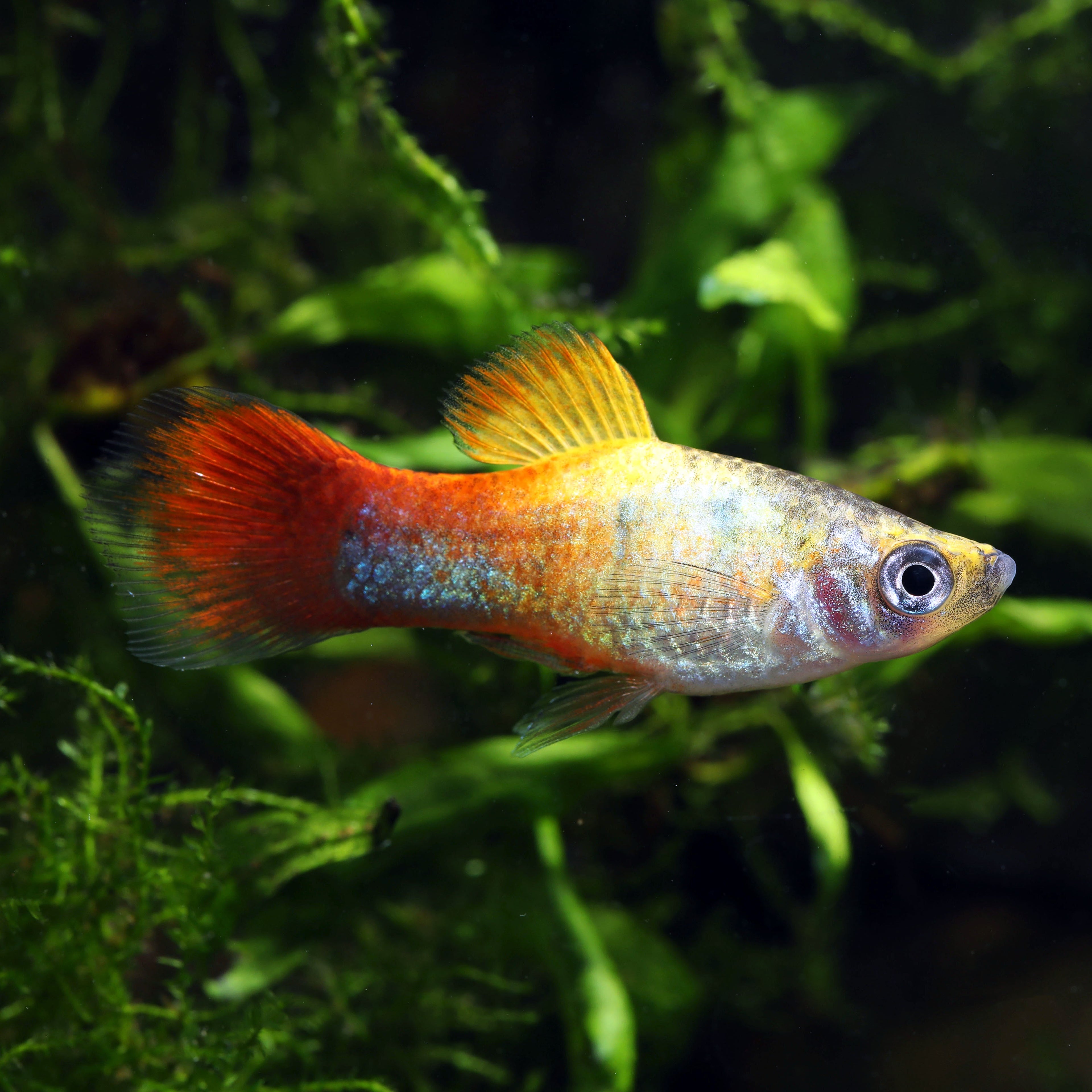 Rainbow Platy