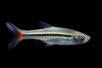 Red Tail Rasbora