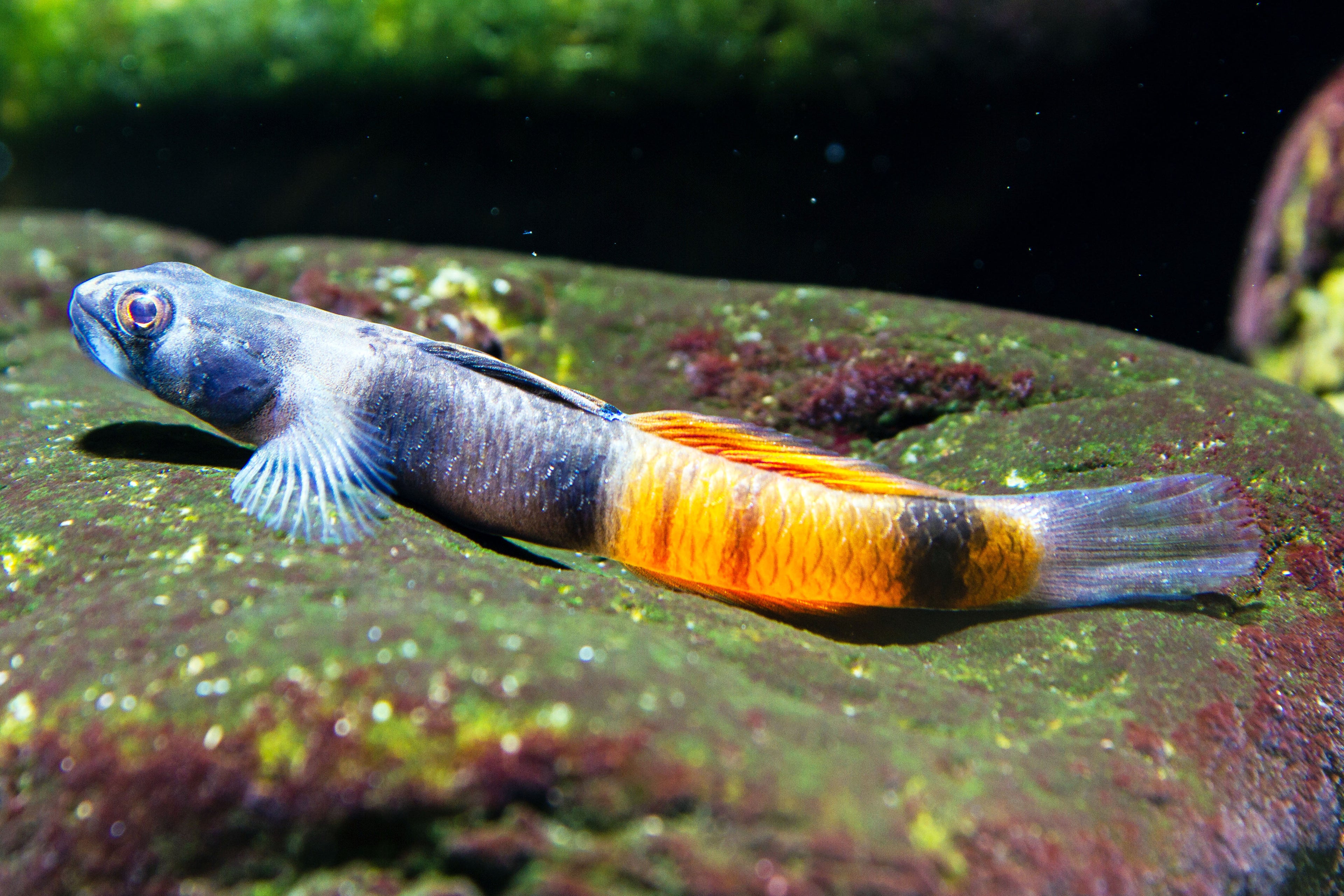 Red Belted Goby