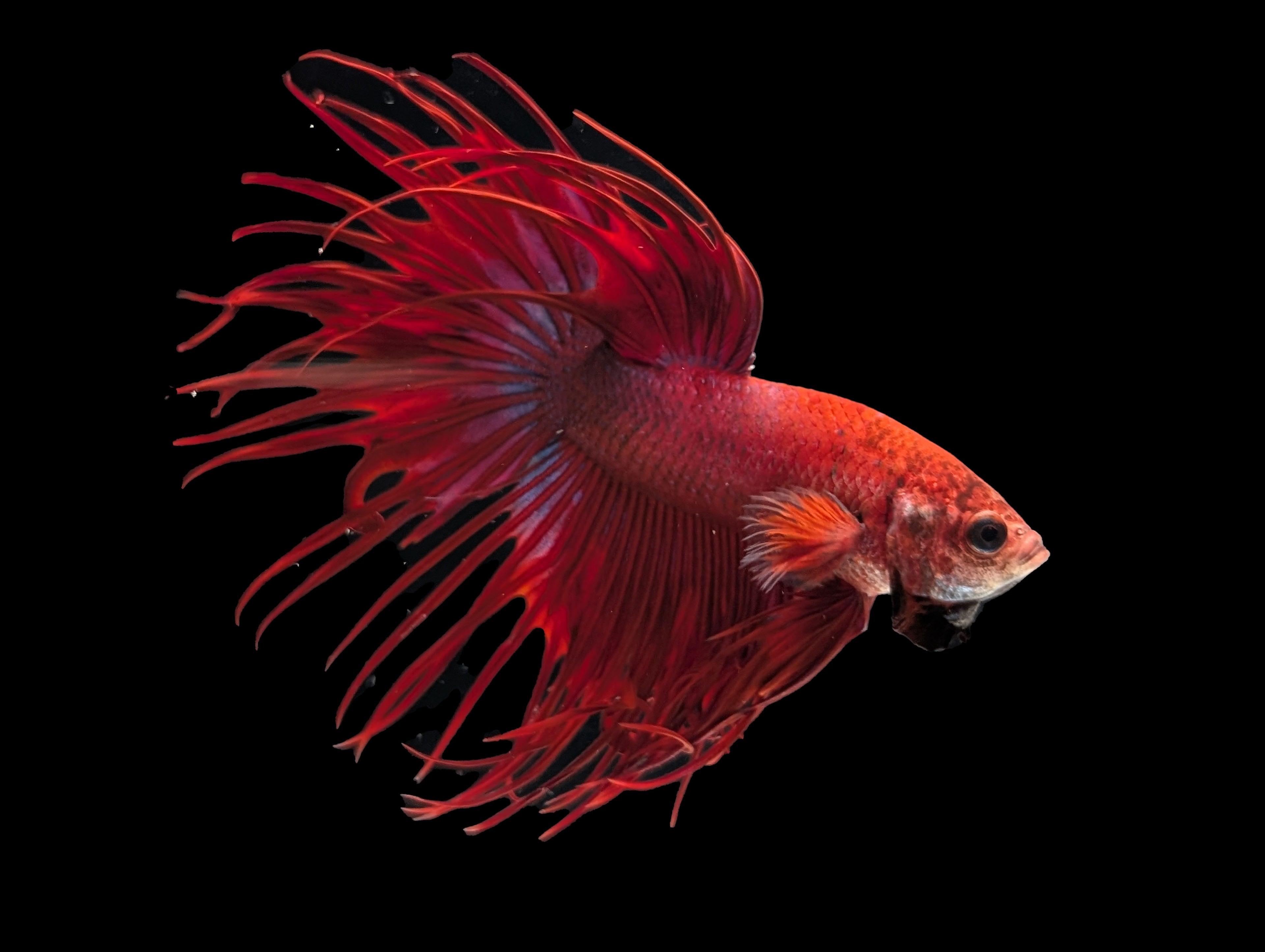 Red Crowntail Betta