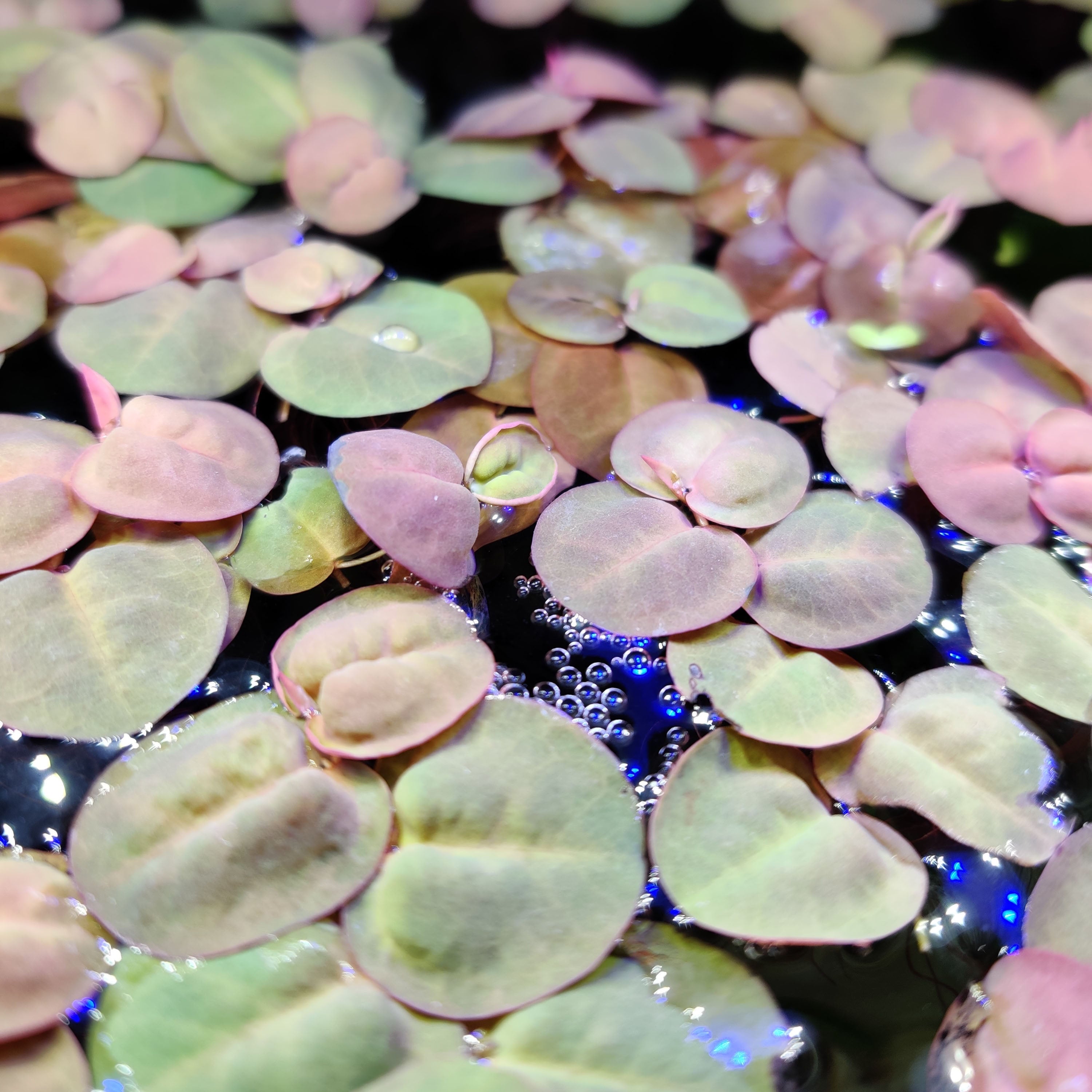 Red Root Floatwer Red Root Floaters | Aquarium Plants | Shrimpy Business