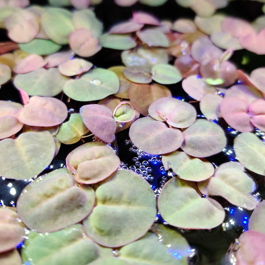 Red Root Floaters