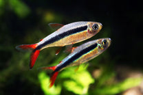 Red Tail Penguin Tetra