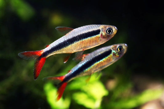 Red Tail Penguin Tetra