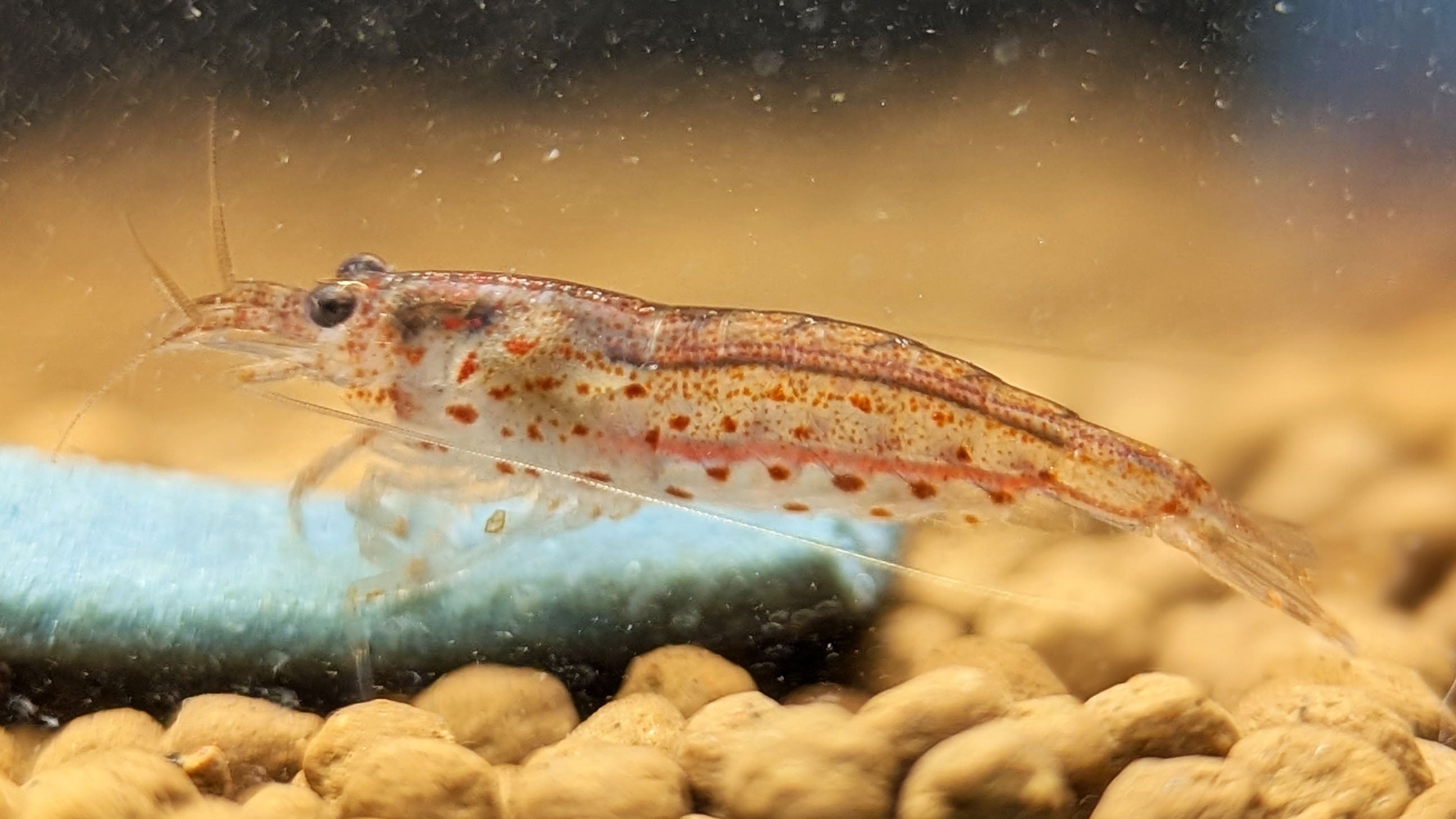 Red Amano Shrimp - Shrimpy Business