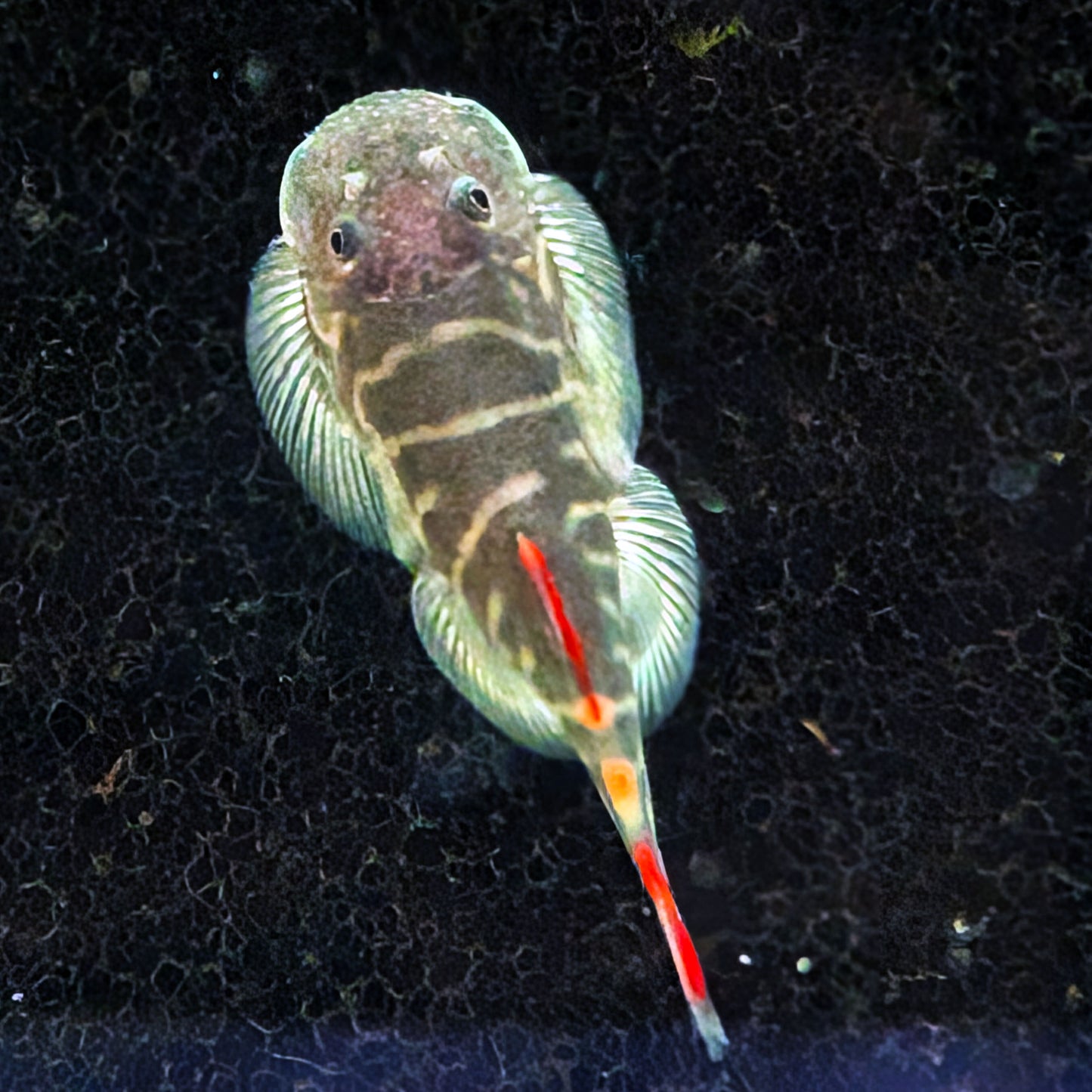 Red Tail Hillstream Loach (Rare)