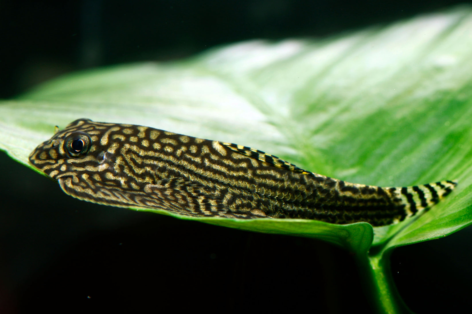 Reticulated Hillstream Loach | Nano FIsh | Shrimpy Business