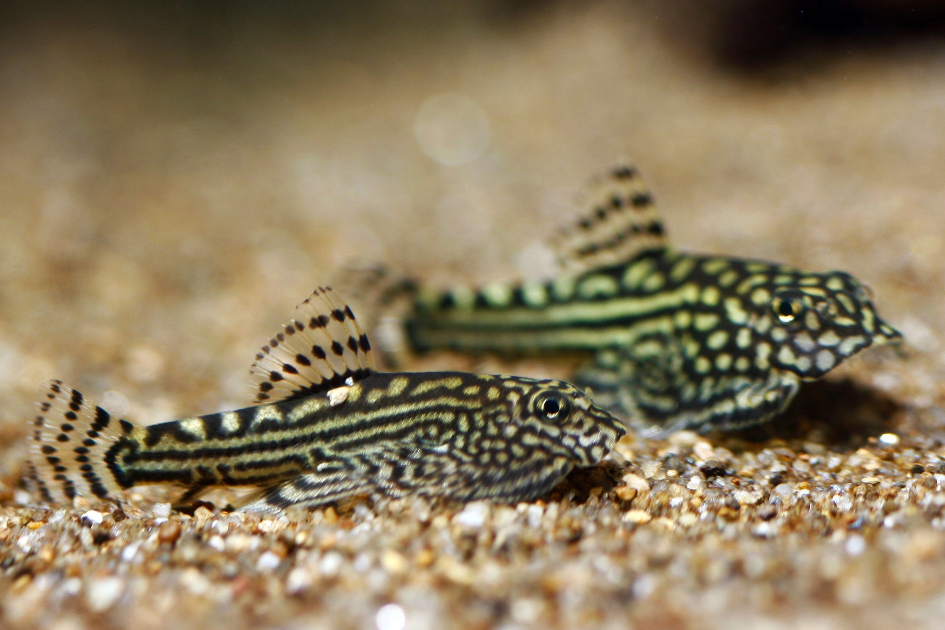 Reticulated Hillstream Loach | Nano FIsh | Shrimpy Business