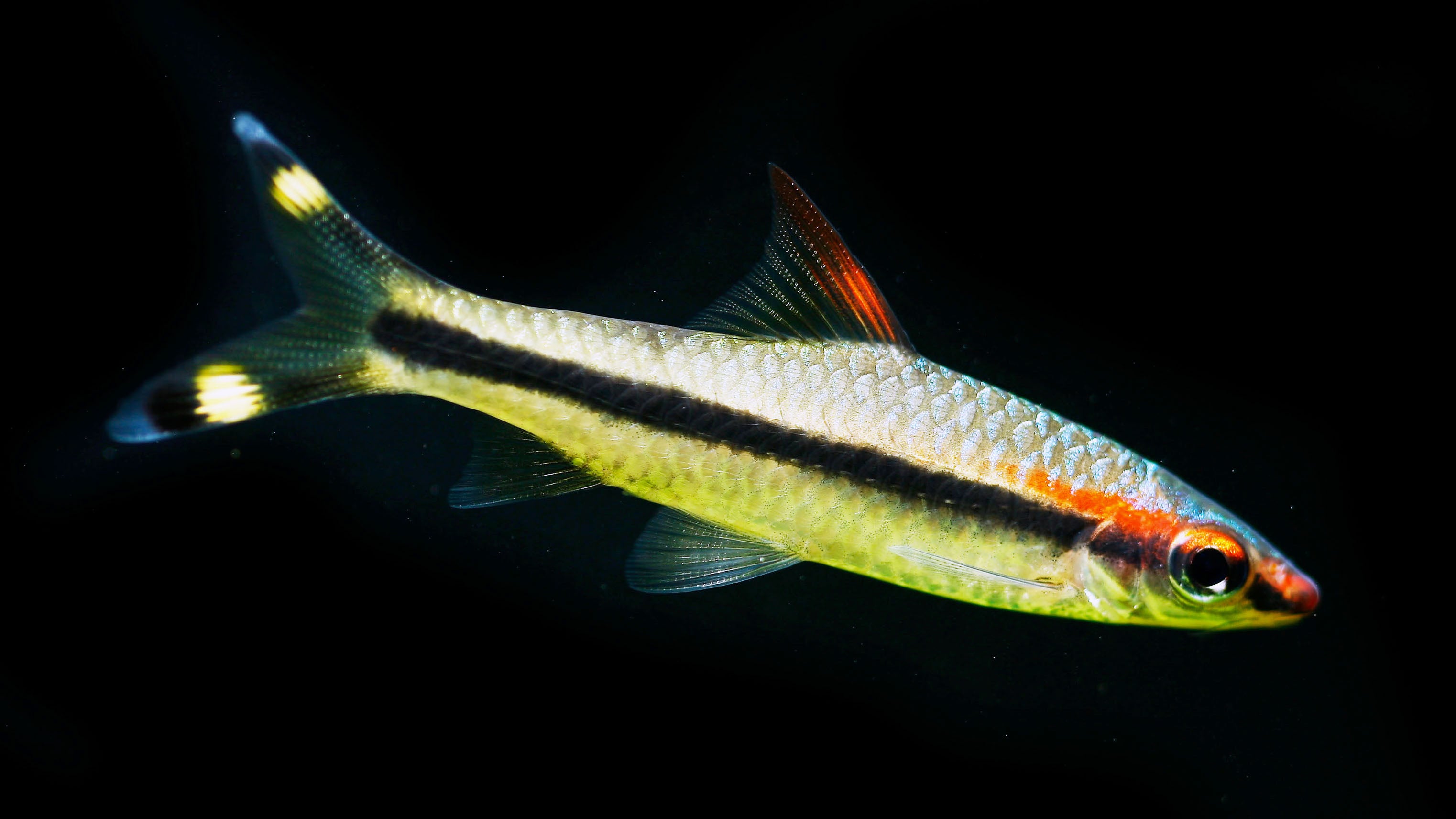 Roseline Barb / Denisonii Barb