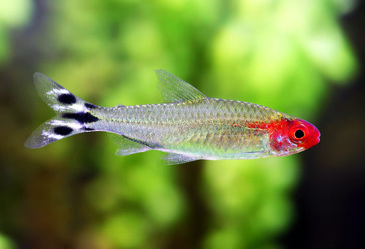 Rummynose Tetra (Tank-Bred)