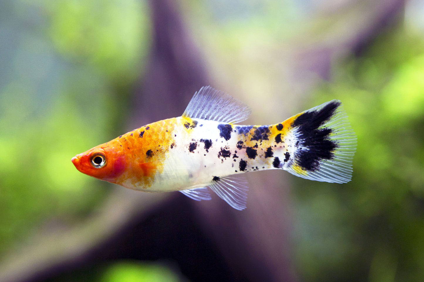 Sanke Koi Swordtail
