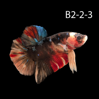 Samurai Koi Galaxy Halfmoon Plakat Betta (WYSIWG)