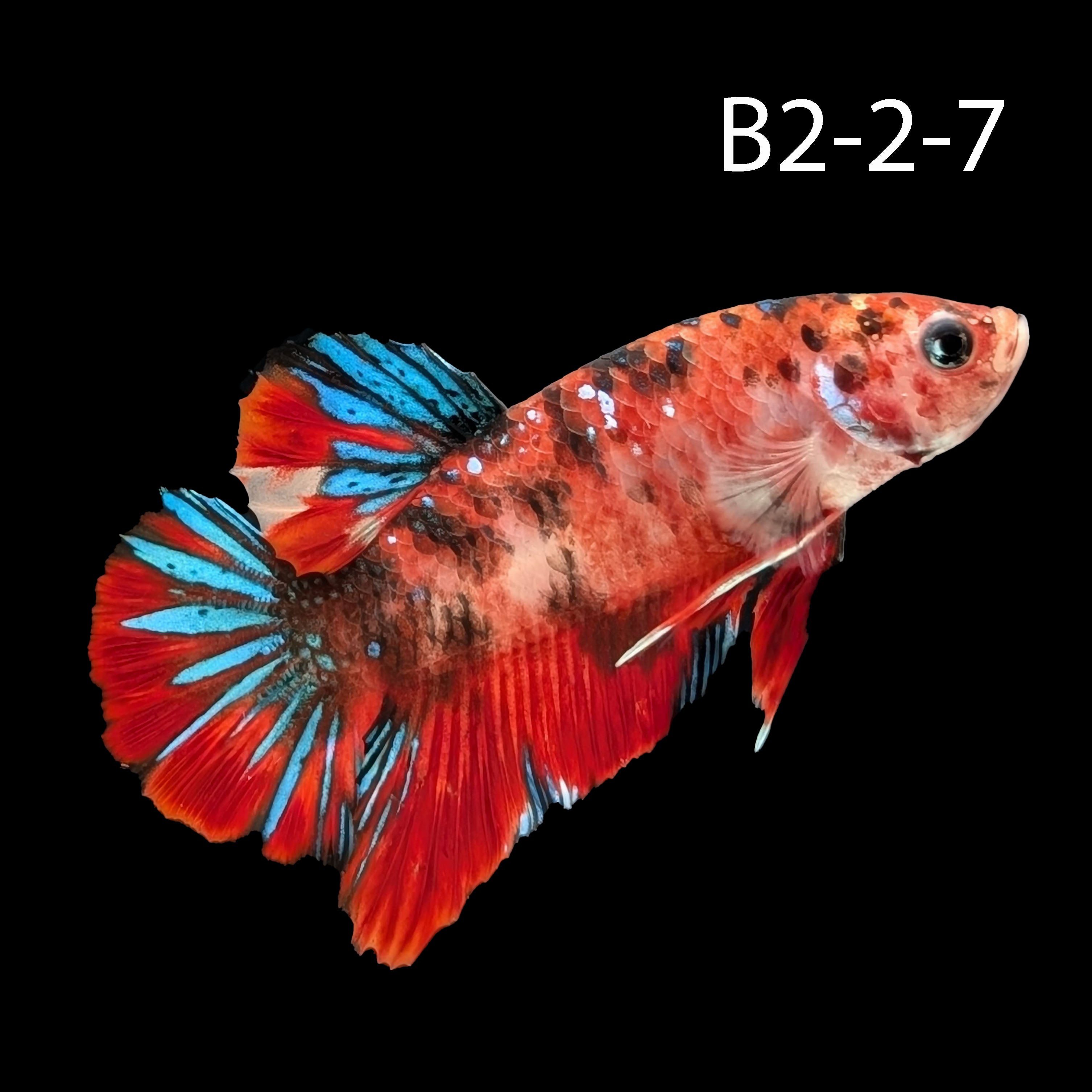 Samurai Koi Galaxy Halfmoon Plakat Betta (WYSIWG)