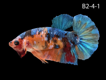 Samurai Koi Galaxy Halfmoon Plakat Betta (WYSIWG)