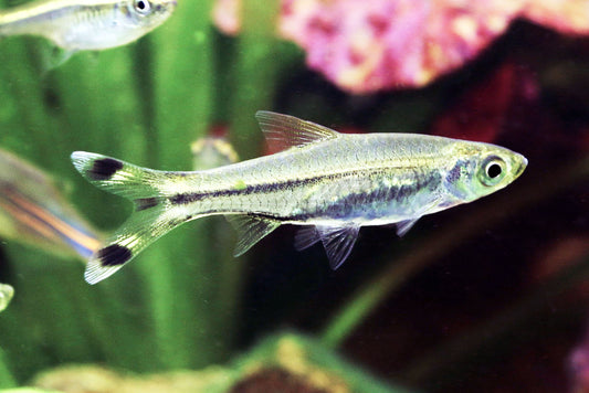 Scissortail Rasbora