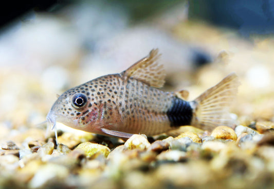 Smudge Spot Corydoras (Tank-Bred)