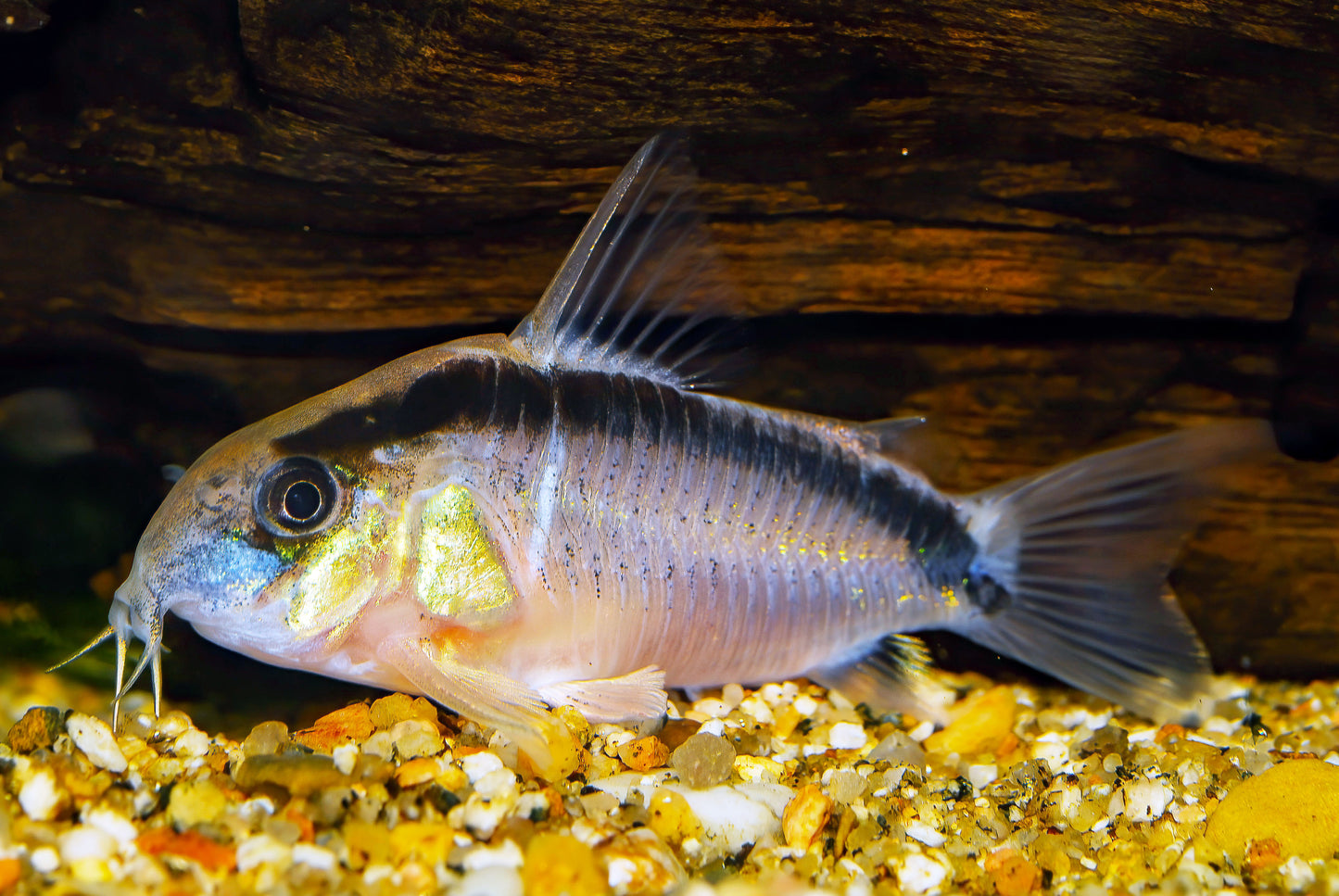 Skunk Corydoras (Tank-Bred)