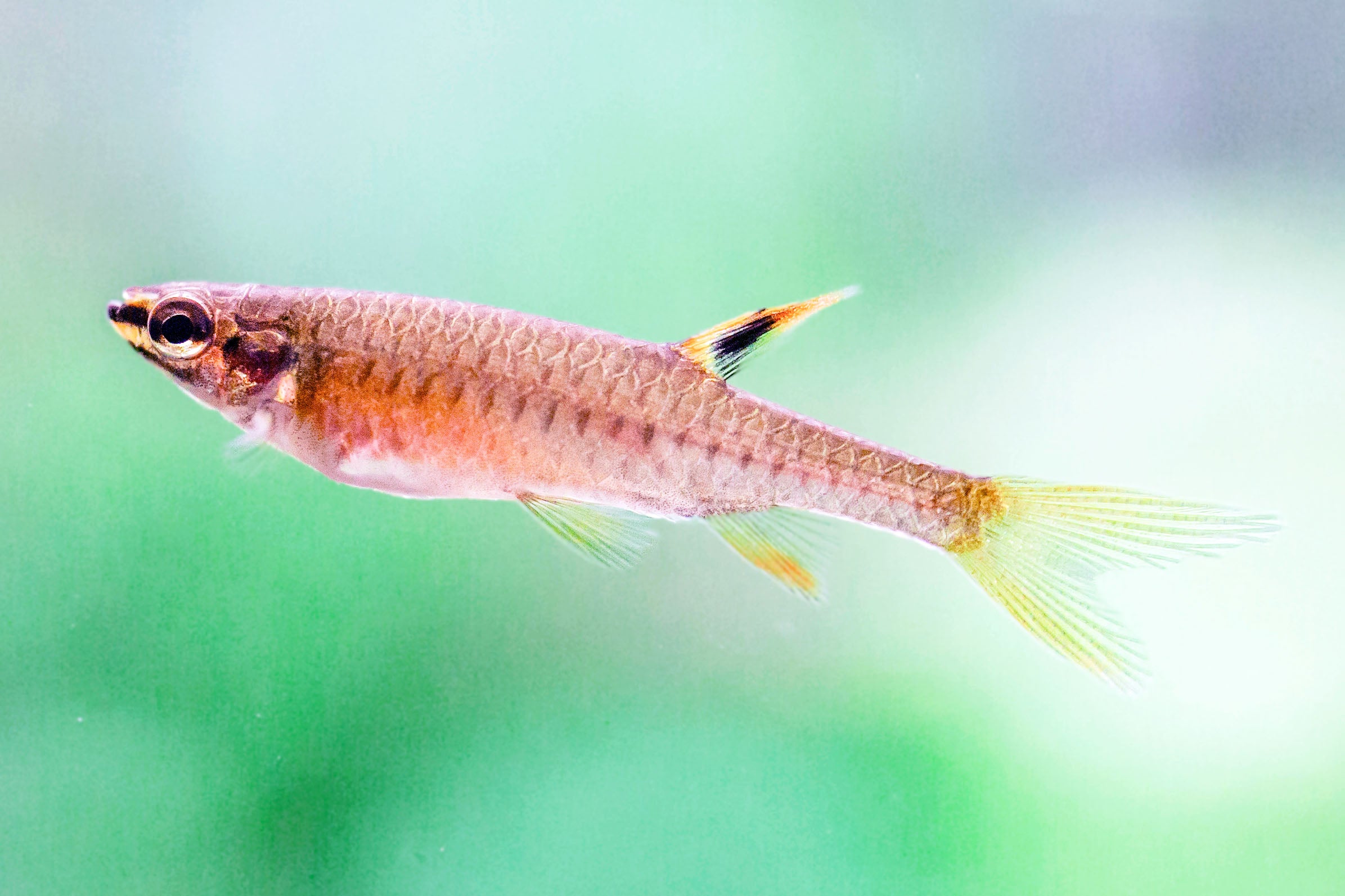 Splash Tetra