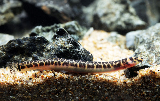 Spotted Kuhli Loach