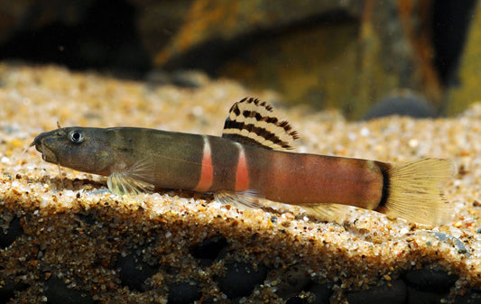 Sumo Loach