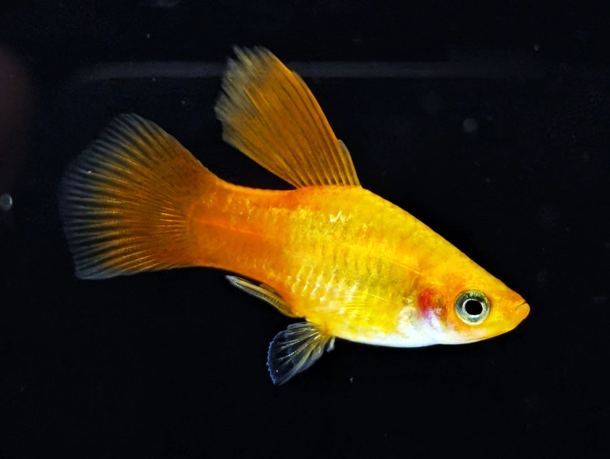 Sunburst Highfin Platy | Nano Fish | Shrimpy Business