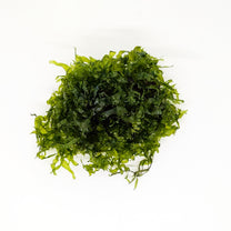 Subwassertang