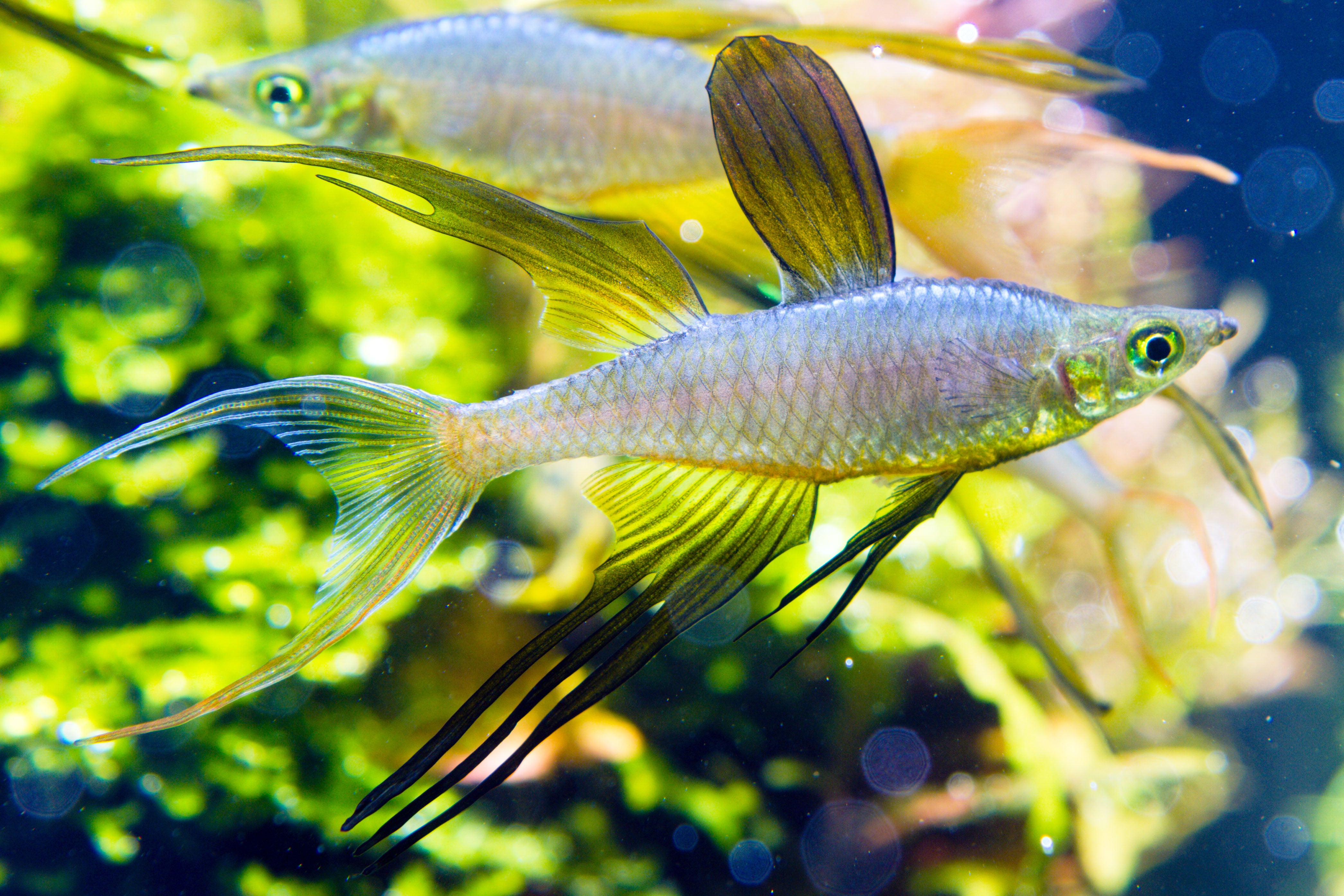 Threadfin Threadfin Rainbowfish | Nano Fish | Shrimpy Business