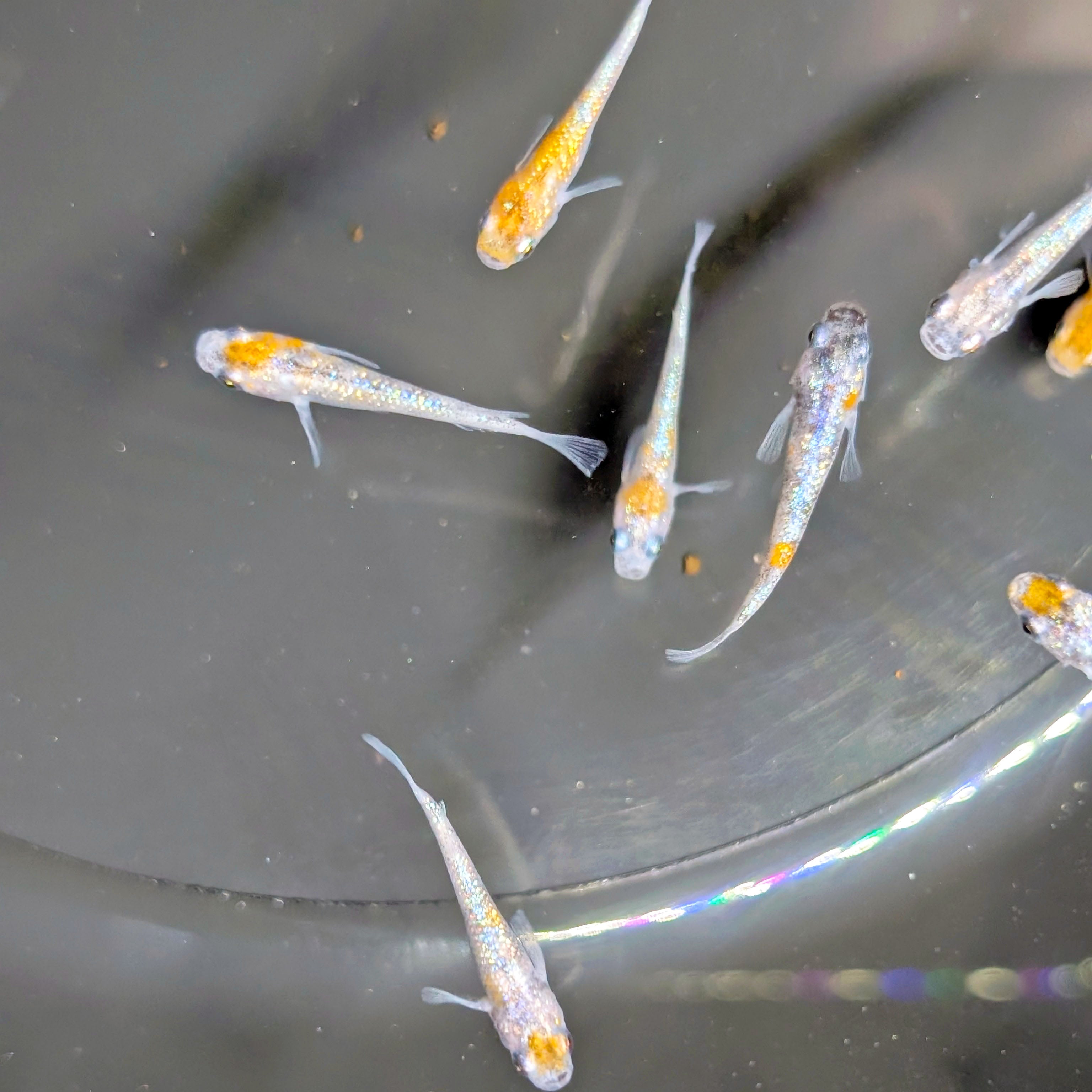 Lame Rice Fish Three Color Lame Medaka Ricefish | Nano Fish | Shrimpy Business