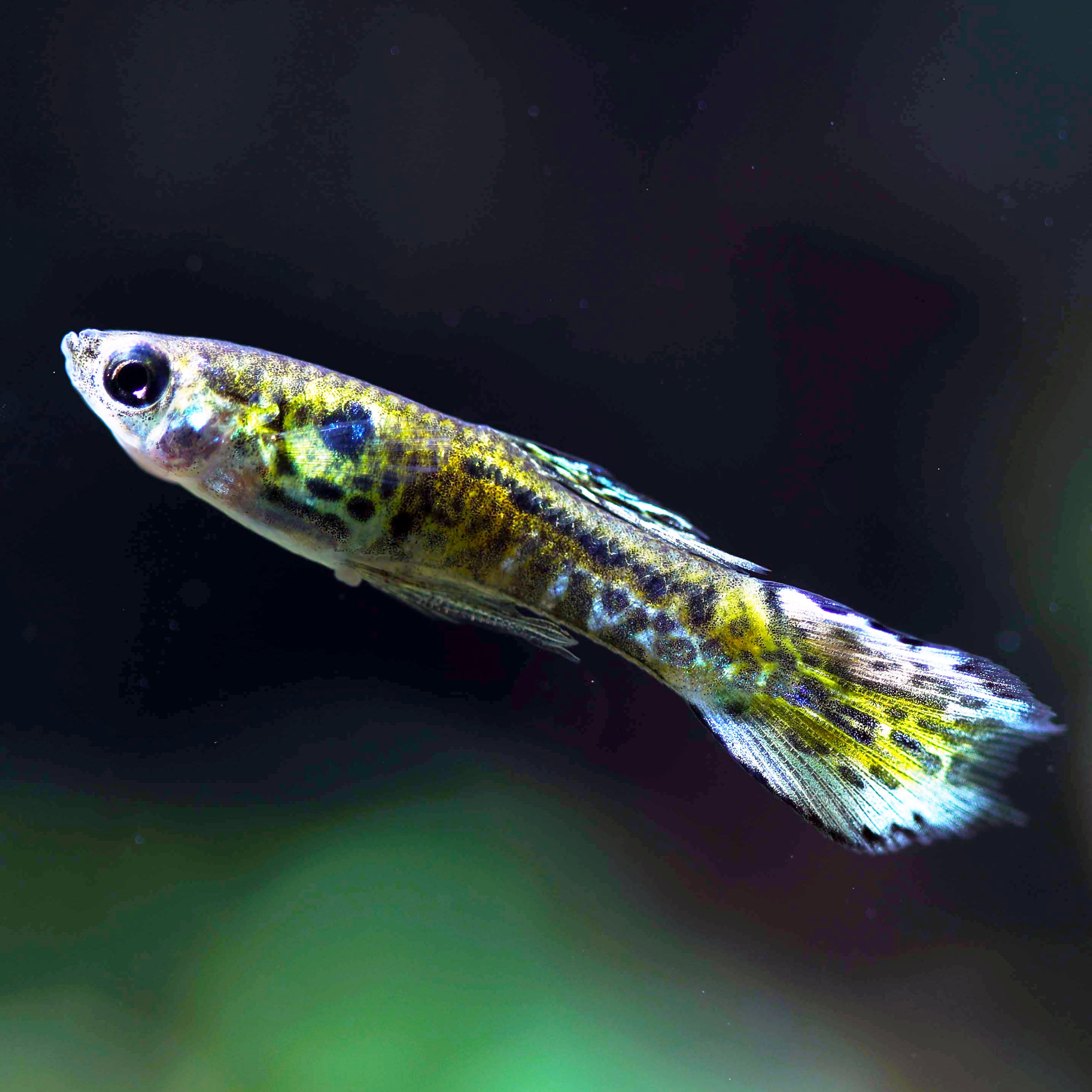 Endler Endler Tank Setup Guide For A Happy & Healthy Habitat – Glass
