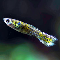 Tiger Endler (Tank-Bred)