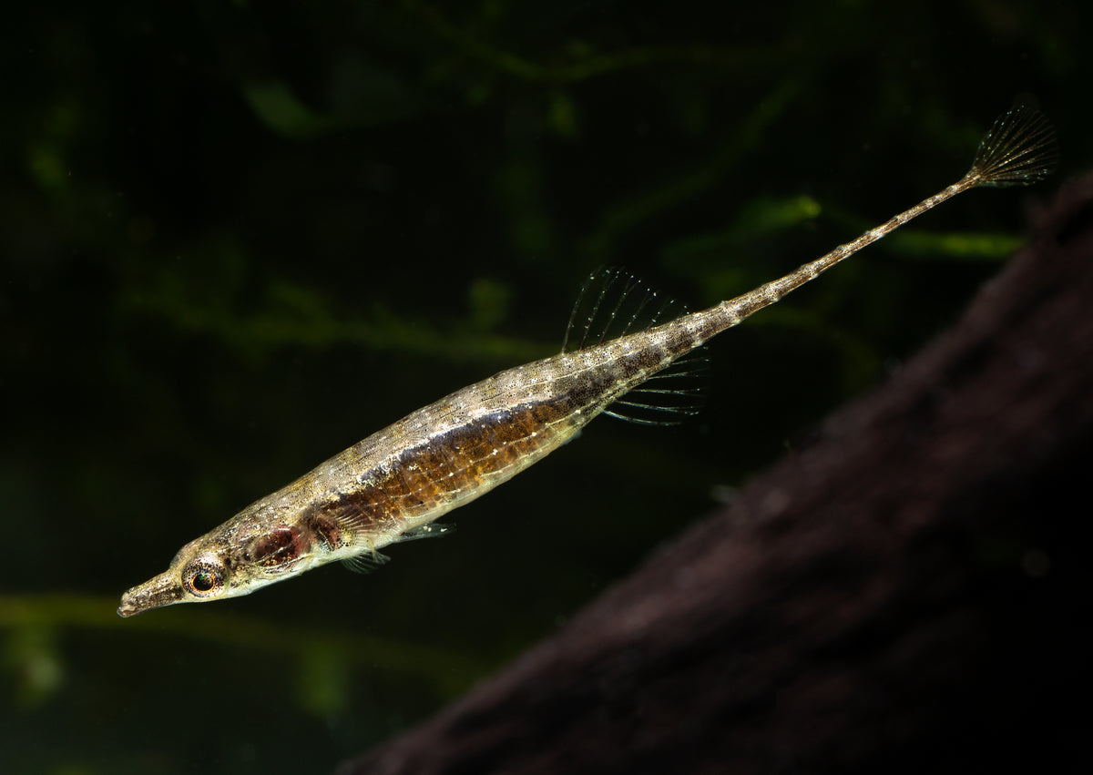 Toothpick Fish | Nano Fish | Shrimpy Business