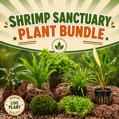 Shrimp Sanctuary Plant Bundle