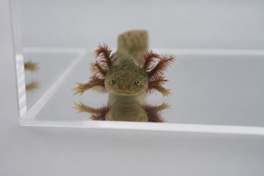 Wild Type Axolotl (Natural Colored)