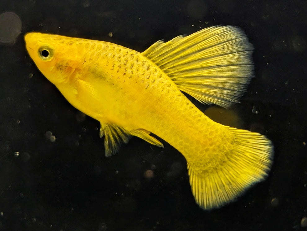 Red Body Variatus Solid Yellow 'Banana' Variatus High Fin Platy | Nano Fish | Shrimpy ...