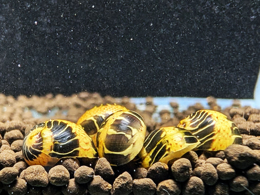Yellow Marble Nerite Snail