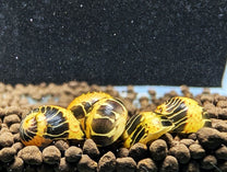 Yellow Marble Nerite Snail