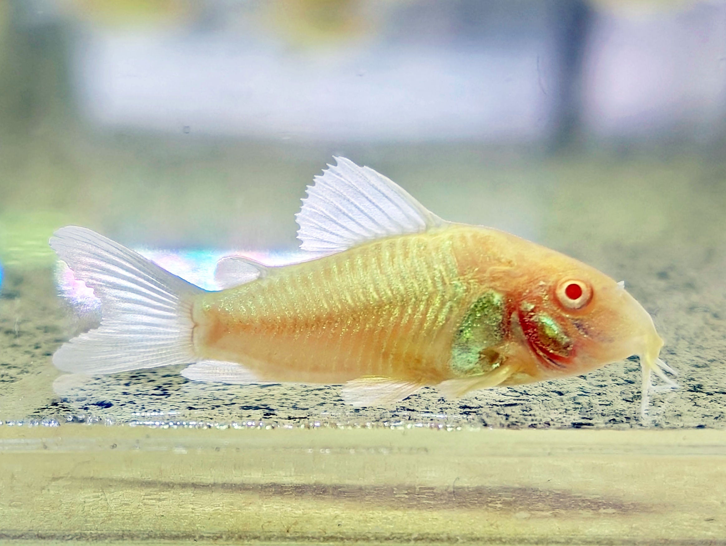 Albino Corydoras (Tank-Bred)