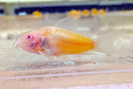 Albino Orange Corydoras (Tank-Bred)