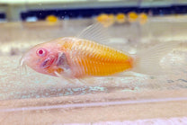 Albino Orange Corydoras (Tank-Bred)
