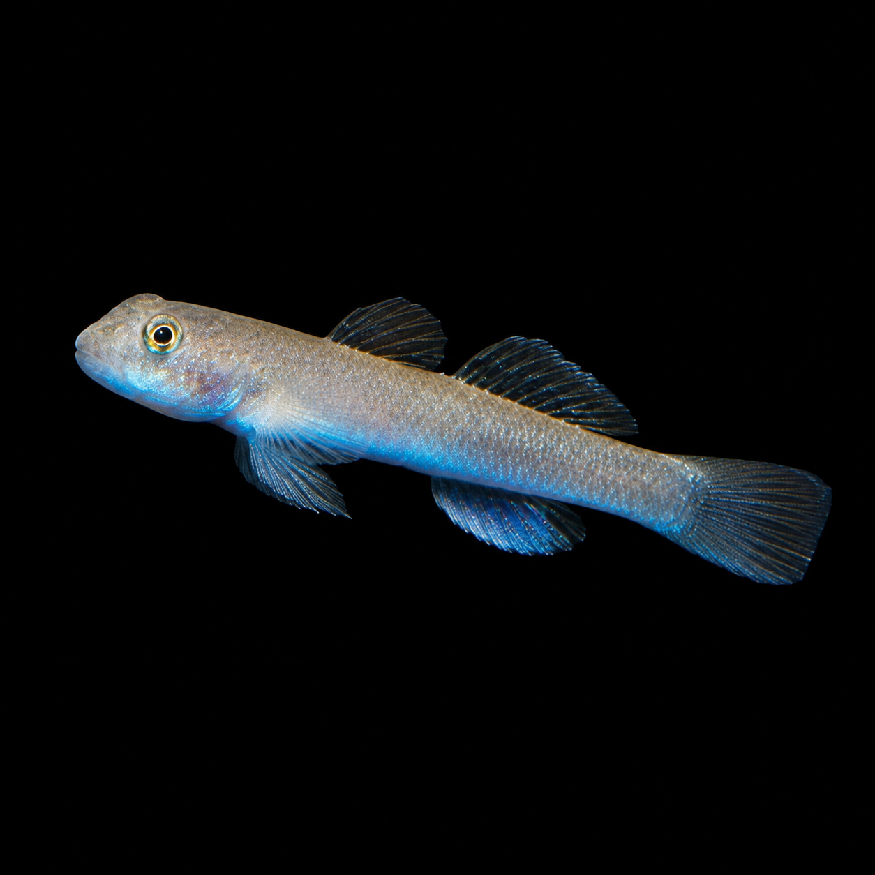 Blue Belly Goby