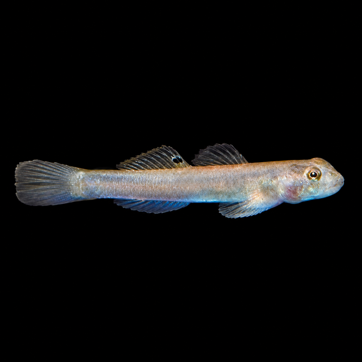 Blue Belly Goby